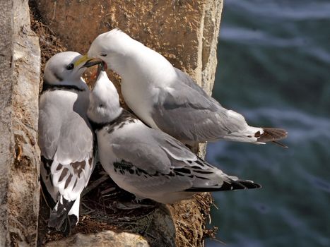 A female Kittiwake feeding her two young on the Farne Islands in Northumberland, England