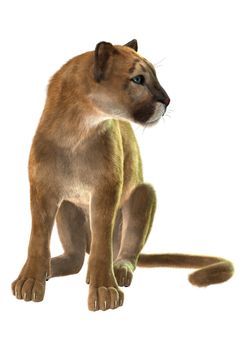 3D digital render of a sitting puma, known as a cougar, mountain lion, or catamount, isolated on white background