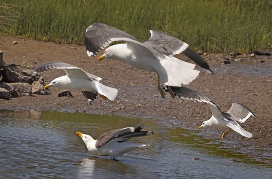 A group of Lesser Black-backed Gulls descend to a pool on Skomer Island off the coast of Pembrokeshire, Wales, UK.