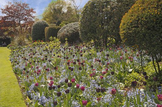 A spring border of Tulips and Forget me nots at the Dorothy Clive garden in Shropshire, England.
