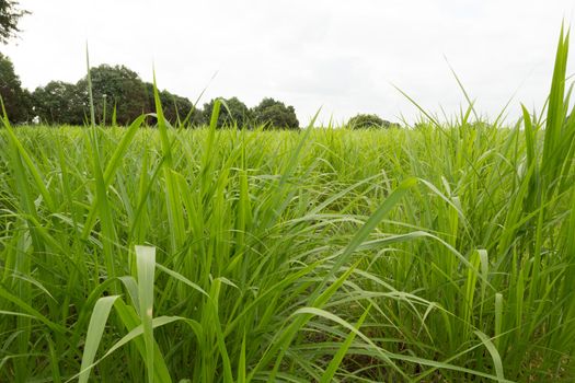 Lush green elephant grass field with trees in the background on a cloudy day