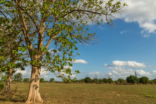 Big trees planted on the side of a meadow on a beautiful sunny day