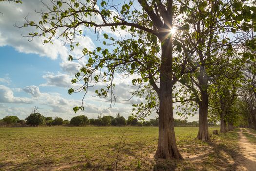 Big trees planted on the side of a meadow on a beautiful sunny day