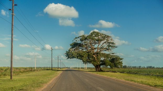 Country road running in parallel with the power lines with a giant tree on the side in Mozambique