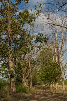 Trees planted on the side of a dirt road cutting through the field