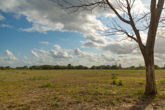 A big tree planted on the side of a meadow on a beautiful sunny day