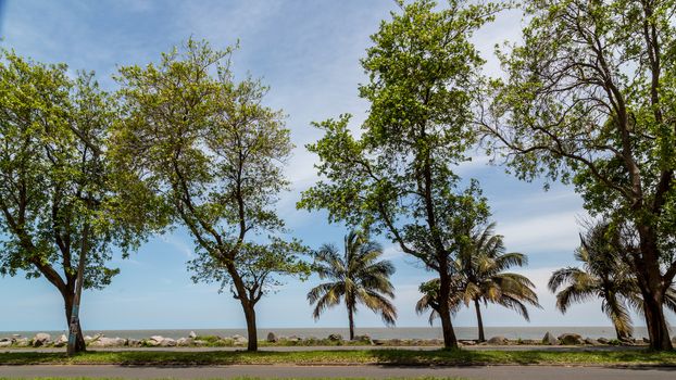 Beautiful trees planted along side the shores of Maputo Bay in Maputo, Mozambique