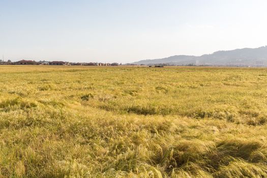 Wheat field in a rural farmlands of Ethiopia lit by the golden lights of a setting sun