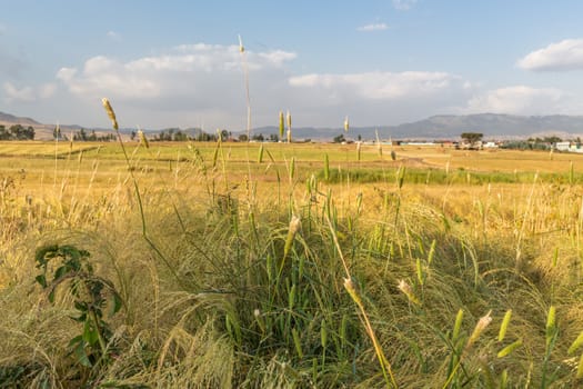 Wheat field in a rural farmlands of Ethiopia lit by the golden lights of a setting sun