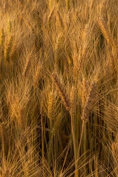 Wheat field in a rural farmlands of Ethiopia lit by the golden lights of a setting sun