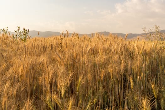 Wheat field in a rural farmlands of Ethiopia lit by the golden lights of a setting sun