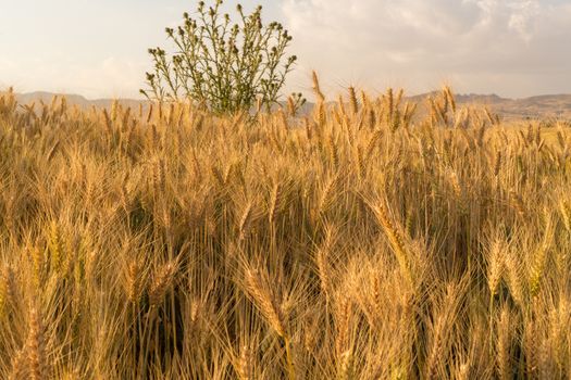 Wheat field in a rural farmlands of Ethiopia lit by the golden lights of a setting sun