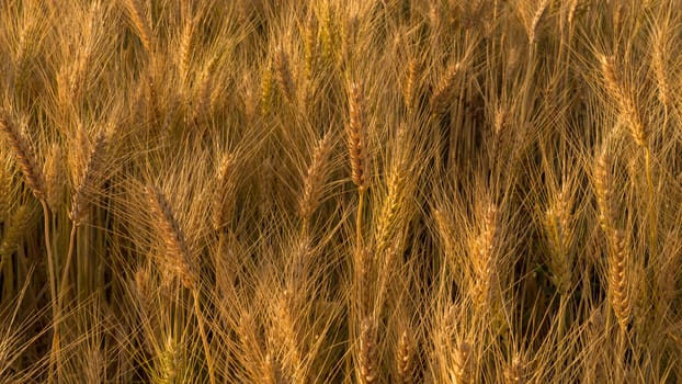 Wheat field in a rural farmlands of Ethiopia lit by the golden lights of a setting sun