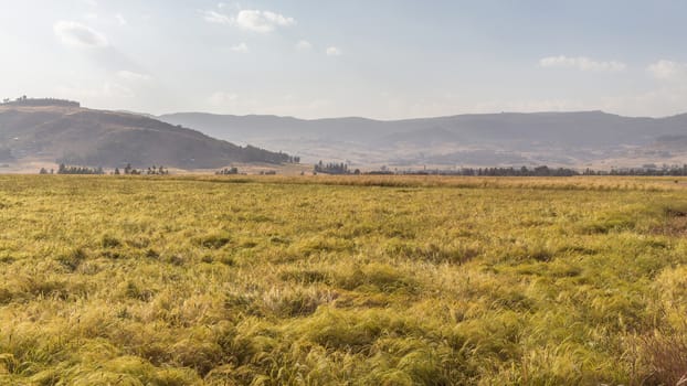 Wheat field in a rural farmlands of Ethiopia lit by the golden lights of a setting sun