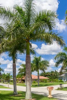 Beautiful palm trees on the sides of a narrow street in Cape Coral, Florida