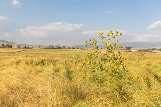 Wheat field in a rural farmlands of Ethiopia lit by the golden lights of a setting sun