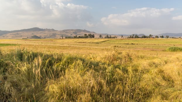 Wheat field in a rural farmlands of Ethiopia lit by the golden lights of a setting sun