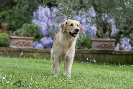 Portrait of a beutiful golden retriever