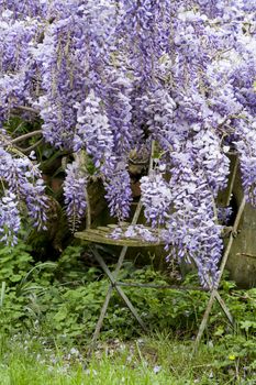 Secret garden with wysteria and chair