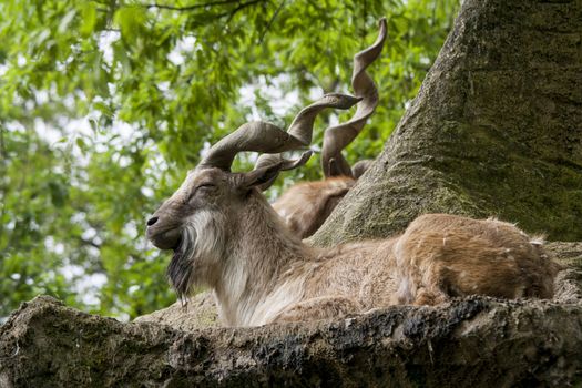 Markhor resting on a rock 