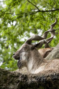 Markhor resting on a rock 