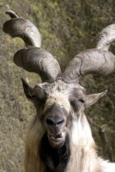 Markhor resting on a rock 