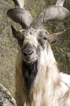 Markhor resting on a rock 