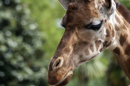 Portrait of a curiuos giraffe