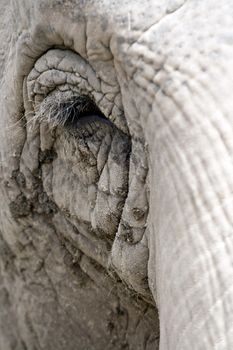 Eye of an elephant