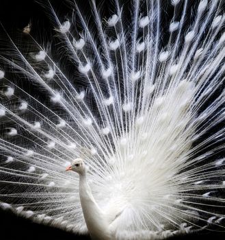 Beautiful white peacock