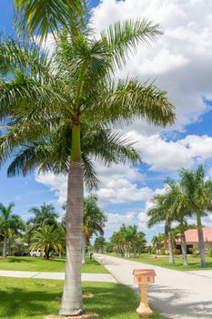 Beautiful palm trees on the sides of a narrow street in Cape Coral, Florida