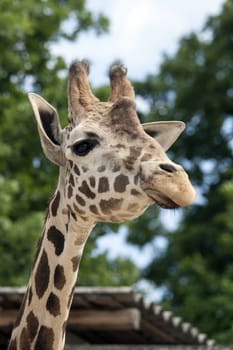 Portrait of a curiuos giraffe