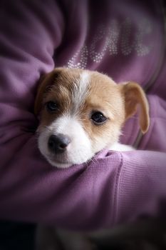 A very sweet puppy of Jack Russel