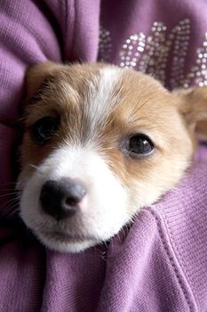 A very sweet puppy of Jack Russel