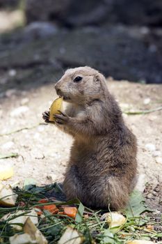 Eating souslik (gopher, ground squirrel) 