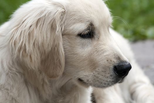 Portrait of a beautiful golden retriever