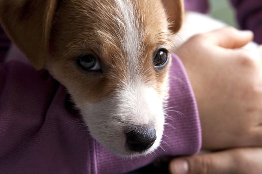 A very sweet puppy of Jack Russel