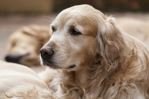 Portrait of a beutiful golden retriever