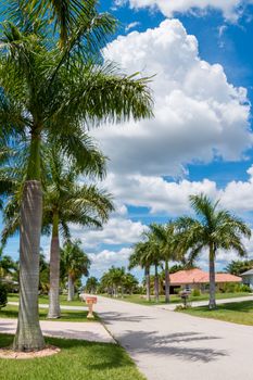 Beautiful palm trees on the sides of a narrow street in Cape Coral, Florida