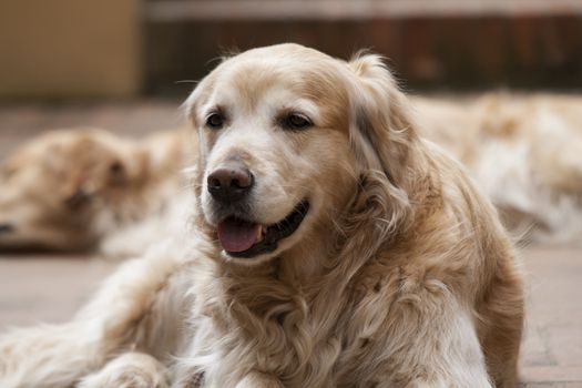 Portrait of a beutiful golden retriever