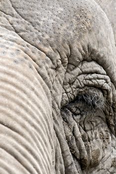 Eye of an elephant