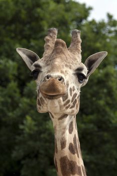 Portrait of a curiuos giraffe