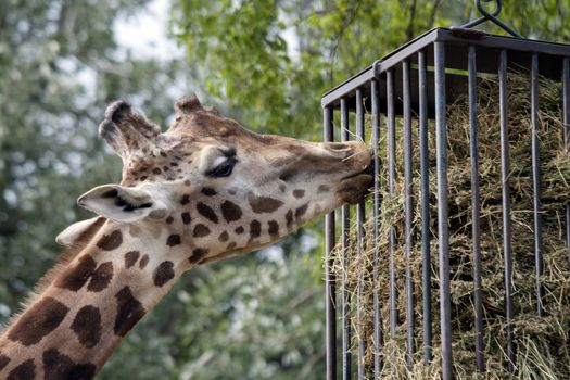 Portrait of a curiuos giraffe