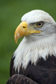 A beautiful american white-headed eagle