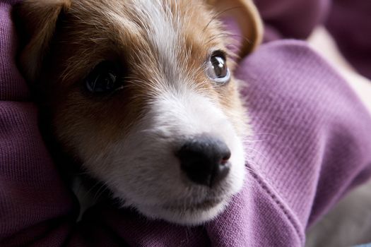 A very sweet puppy of Jack Russel