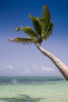 Tropical Beach with palm trees and beautiful azure water
