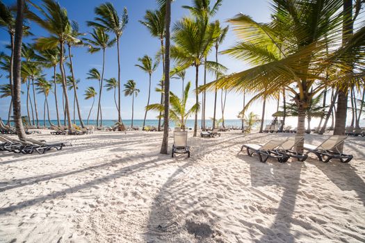 Caribbean Beach with sunbeds and palm trees at sunrise.