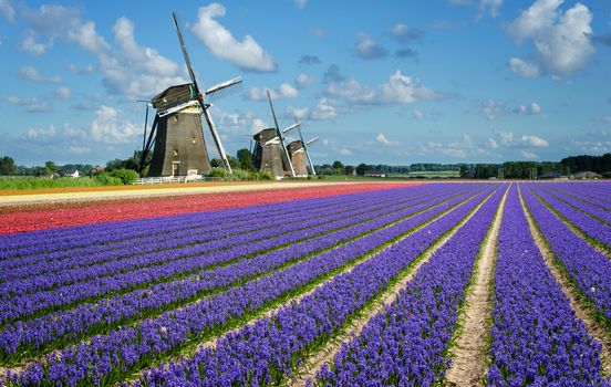 Purple and pink hyacinth flowers in front of three windmills in the Bulb Region in Holland.