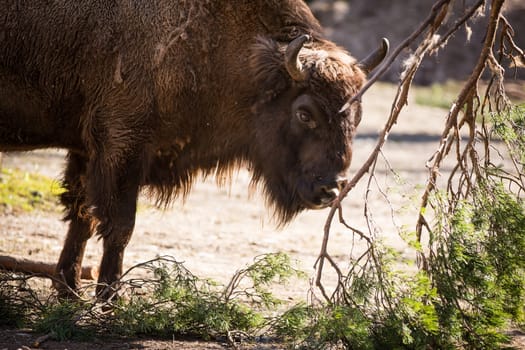 European bison (Bison bonasus)