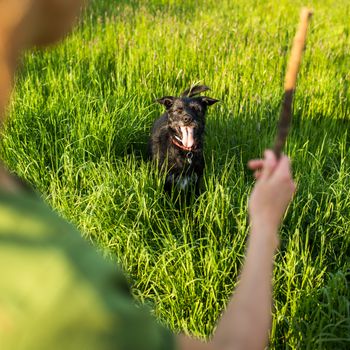 Walking the dog - throwing the stick to fetch to this eager companion